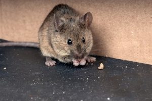  big rat eating its food - home inspection miami